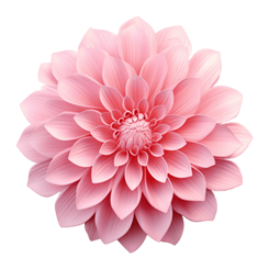 Decoración floral